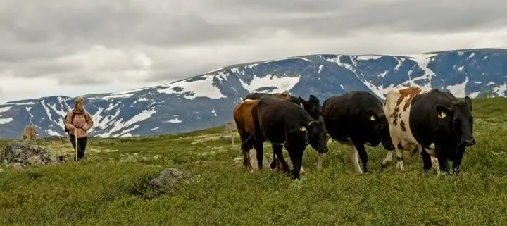 Kyrene på Fagerdalen Støl