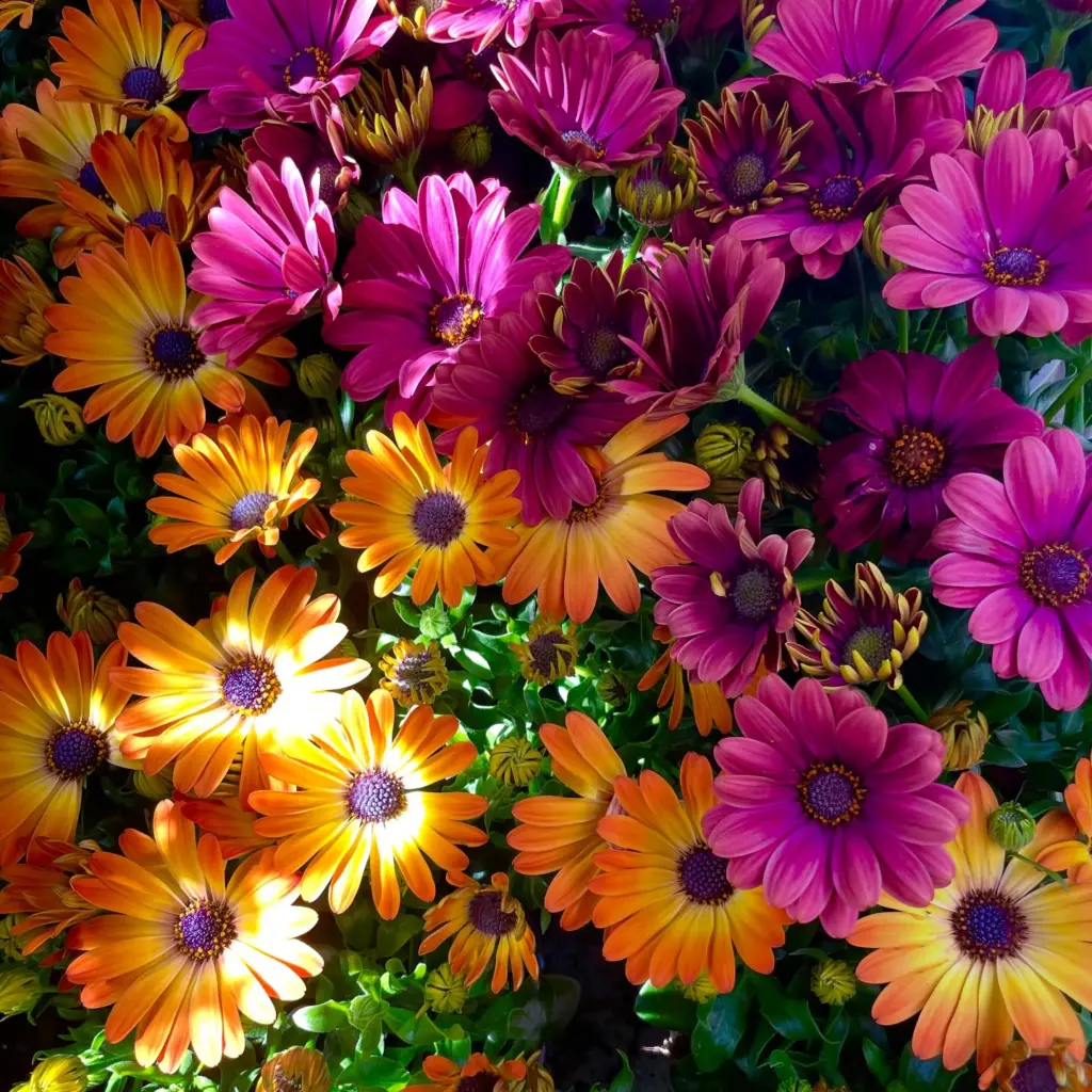 Bilde fra Blomsterpikene i Ål