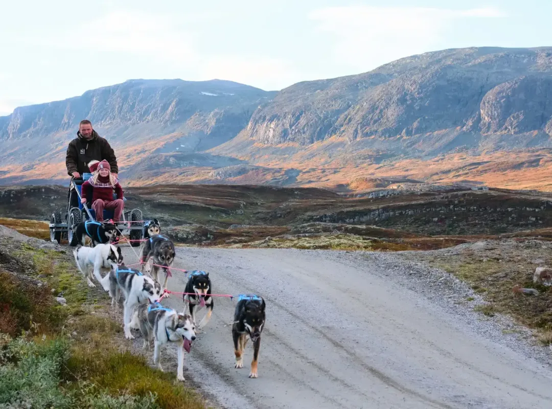 Hundekjøring i Ål